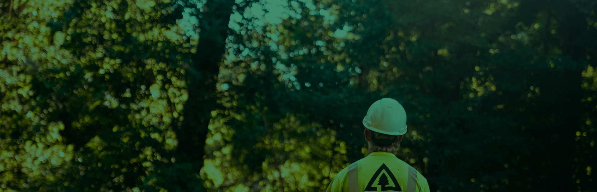 our work with trees care