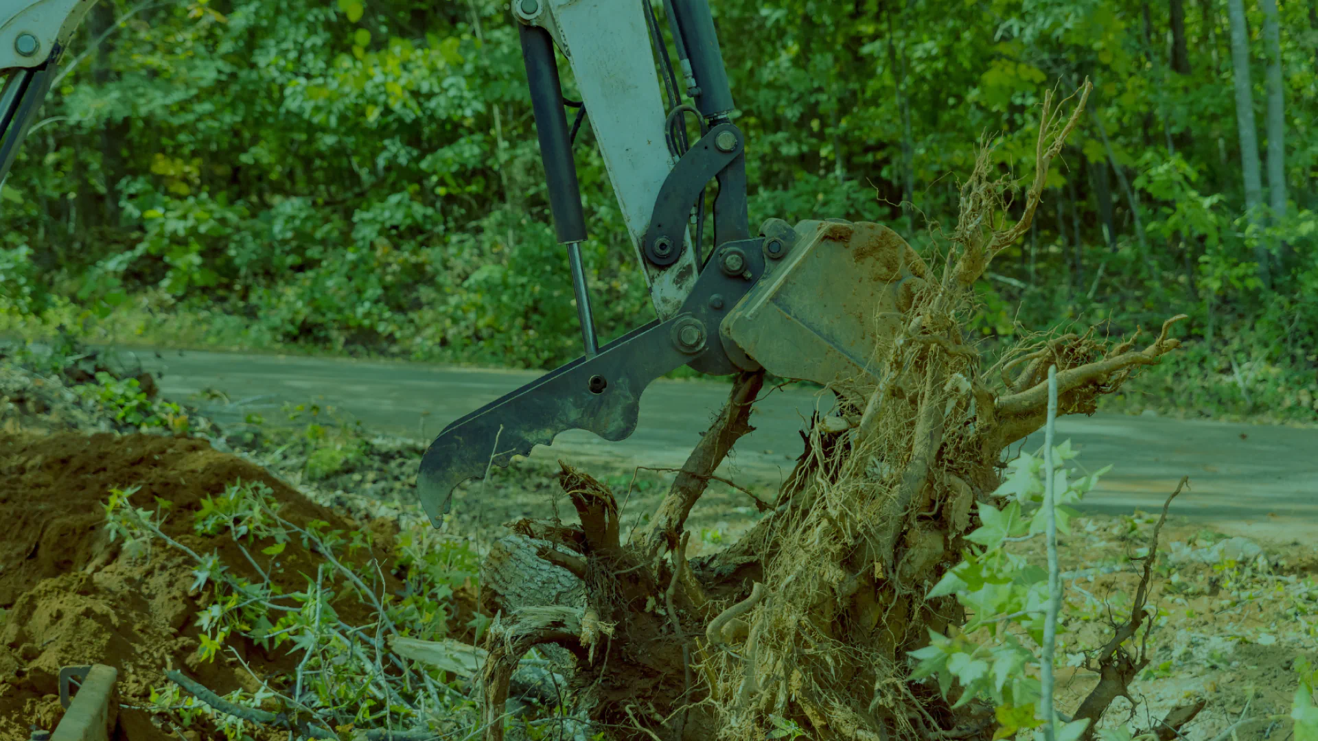 stump removal 1
