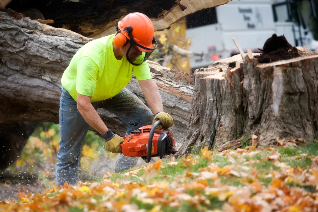 Get Reliable Tree Services in Lyndhurs, OH